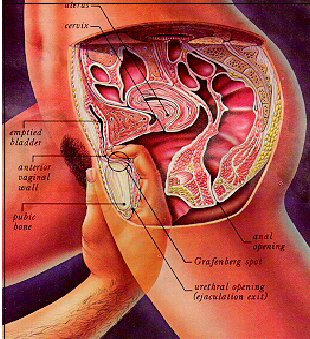 g spot picture